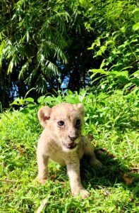 Zoobic Safari Proudly Welcomes Its Newest Family Member: Tina, an African Lion Cub